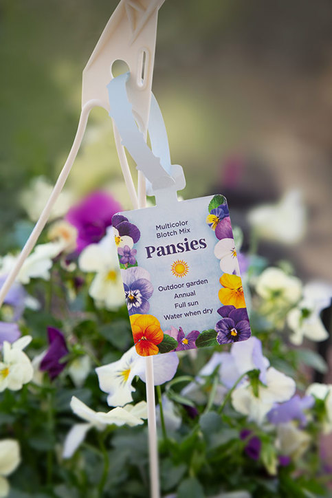 A white plastic locking tag for "Multicolor Blotch Mix" pansies hangs from a basket of colorful pansy flowers. The tag lists care instructions.