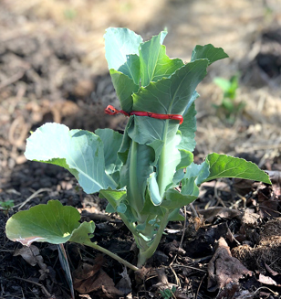 A red twist tie in a vegetable garden wraps around cauliflower to blanch