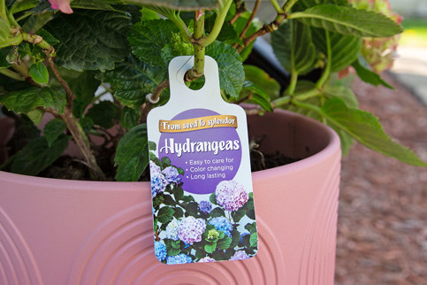 A potted pink hydrangea plant with a tag that reads "From seed to splendor Hydrangeas" and lists care instructions.